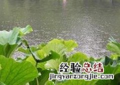 荷叶的功效与作用 荷叶的功效与作用及禁忌