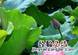 荷叶的功效与作用 荷叶的功效与作用及禁忌