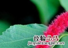 狗尾草药用功效 狗尾红的功效与作用