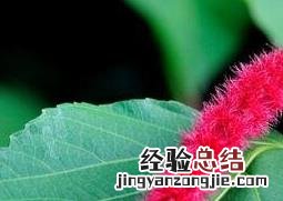 狗尾草药用功效 狗尾红的功效与作用