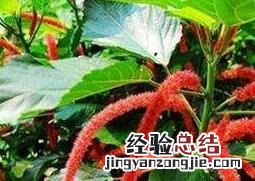 狗尾草药用功效 狗尾红的功效与作用