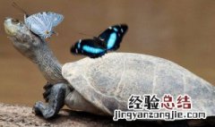 乌龟不能放客厅吗 乌龟放家中哪里位置最好 乌龟不能放客厅吗
