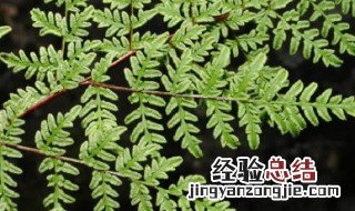 银粉背蕨的功效与作用 银粉背蕨的药用价值