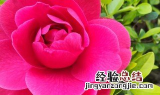 花红茶叶的功效与作用 花红茶叶的功效与作用及禁忌
