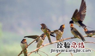 燕子为什么往南飞 燕子为什么往南飞怎么回答