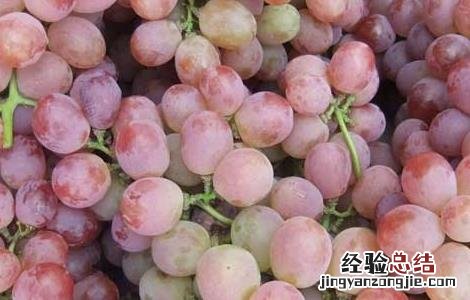 提子皮皮可以吃不 提子皮可不可以吃