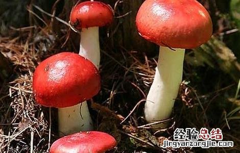开伞红菇的营养价值 红菇的营养价值