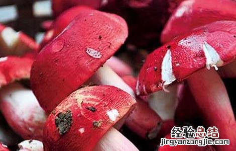开伞红菇的营养价值 红菇的营养价值