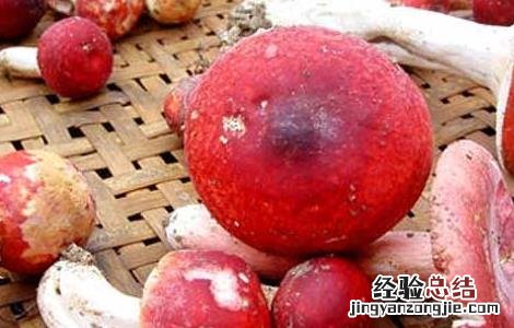 开伞红菇的营养价值 红菇的营养价值