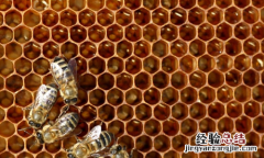蜂房的营养价值