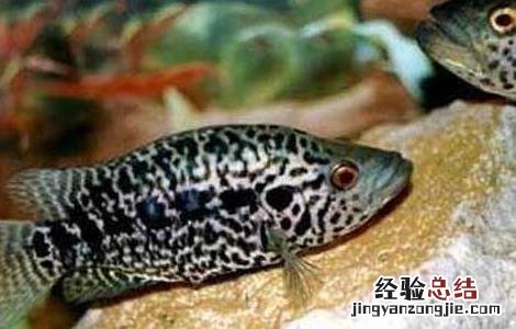 石斑鱼的营养价值 海参石斑鱼的营养价值