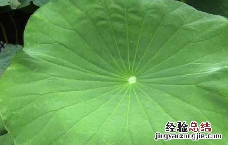 荷叶茶的功效有哪些 荷叶茶的功效有哪些禁忌