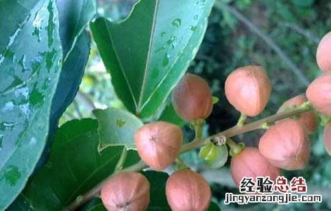 巴豆哪里有卖的 巴豆哪里有卖的呀