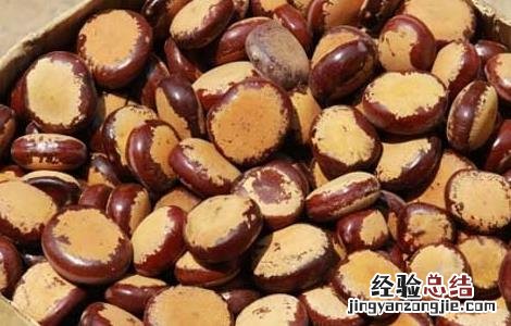 巴豆哪里有卖的 巴豆哪里有卖的呀