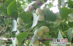 白果的营养价值 白果的营养价值和药用价值