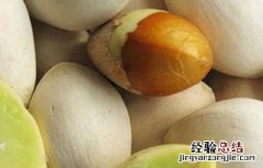白果的副作用有哪些 白果的副作用有哪些禁忌