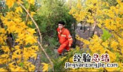 护林员巡山日记怎么写 写法示例