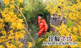 护林员巡山日记怎么写 写法示例