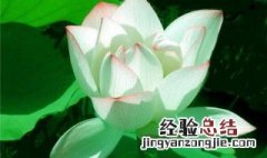 爱莲说的道理 爱莲说道理态度