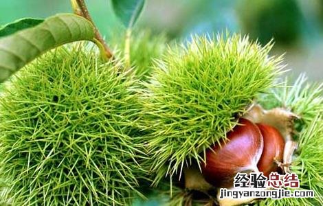 板栗的营养价值功效与作用 板栗的营养价值及功效