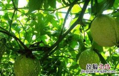 吊瓜子的功效与作用 吊瓜子的功效与作用及食用方法
