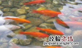 射鱼如何克服水中折射 射鱼如何克服水中折射现象