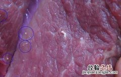 猪肉绦虫有哪些危害 猪肉绦虫有哪些危害呢