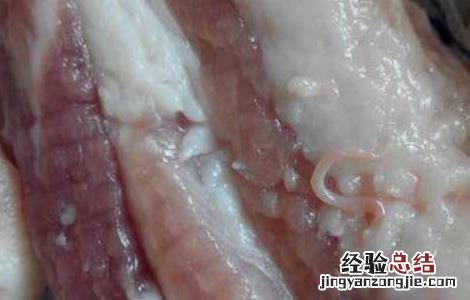 猪肉绦虫有哪些危害 猪肉绦虫有哪些危害呢