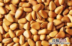 松子的副作用有哪些 松子的副作用有哪些禁忌
