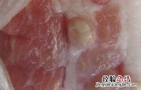 米猪肉是什么肉 什么样的肉是米猪肉