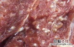 米猪肉是什么肉 什么样的肉是米猪肉