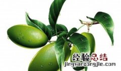 橄榄叶的功效与作用 橄榄叶的功效与作用及副作用