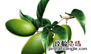 橄榄叶的功效与作用 橄榄叶的功效与作用及副作用