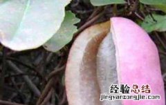 八月瓜泡水喝什么功效与作用 八月瓜的功效与作用八月瓜怎么吃