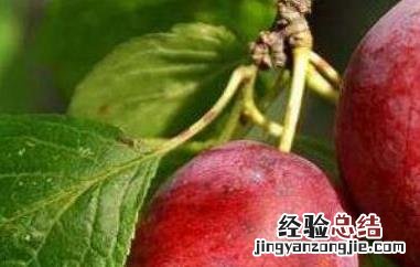柰子和李子的区别图片 柰子和李子的区别