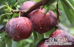 柰子和李子的区别图片 柰子和李子的区别