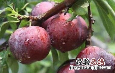 柰子和李子的区别图片 柰子和李子的区别
