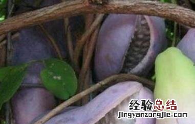 八月瓜的功效与作用 八月瓜的功效与作用是什么