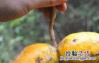 九月瓜和八月瓜的区别图 九月瓜和八月瓜的区别