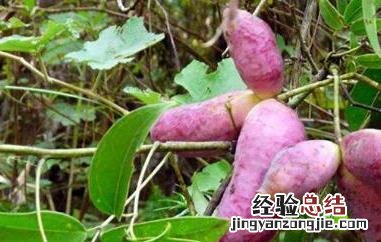 九月瓜和八月瓜的区别图 九月瓜和八月瓜的区别