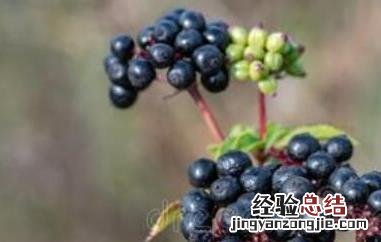 吃接骨木莓的十大好处 吃接骨木莓有什么好处
