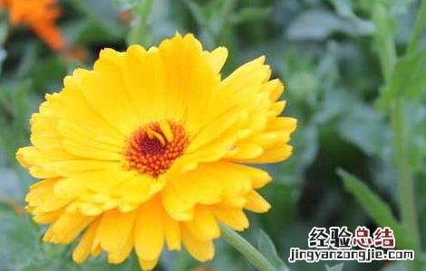 金盏花茶的作用功效与作用 金盏花茶的作用功效