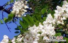 槐花茶的功效与作用 槐花茶的功效与作用都有哪些