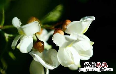 槐花茶的功效与作用 槐花茶的功效与作用都有哪些