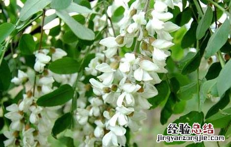 槐花茶的功效与作用 槐花茶的功效与作用都有哪些