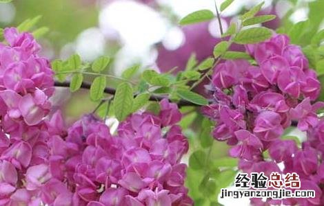 槐花茶的功效与作用 槐花茶的功效与作用都有哪些