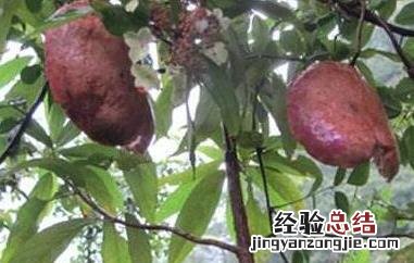 八月炸果的功效与作用 水果八月炸的功效与作用