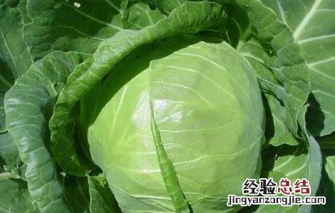 蔬菜营养价值排行榜最新 蔬菜营养价值排行榜