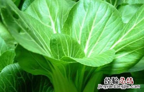 青菜的营养价值 香菇青菜的营养价值