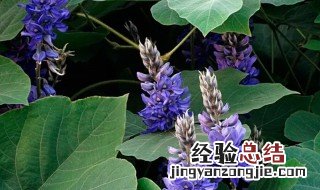 葛花的作用与用途 葛花的营养价值